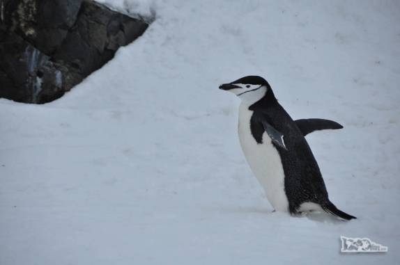 Um pinguim chinstrap em Half Moon Island, na Antártida
